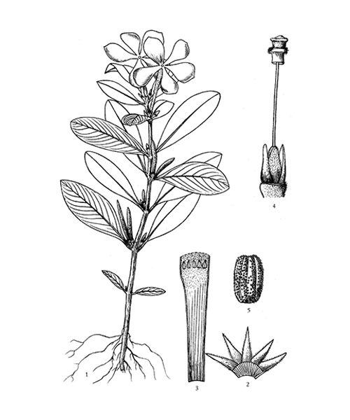 Natural compounds from  Catharanthus roseus